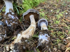 Cortinarius kauffmanianus