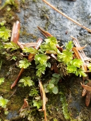 Mniaceae