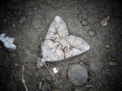 Protomiselia bilinea