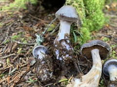 Cortinarius kauffmanianus