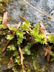 Mniaceae