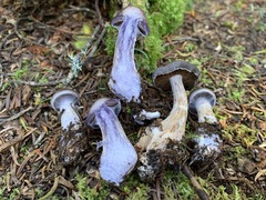 Cortinarius kauffmanianus