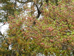 Nothofagus truncata
