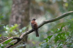 Hemixos castanonotus