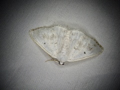 Lomographa temerata