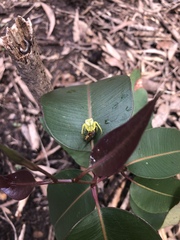 Sidymella rubrosignata
