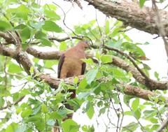 Macropygia phasianella