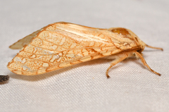 Lophocampa mixta