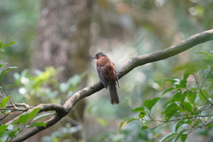 Hemixos castanonotus