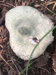 Russula parvovirescens