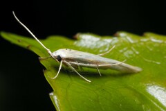 Stathmopoda