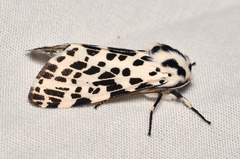 Hypercompe permaculata