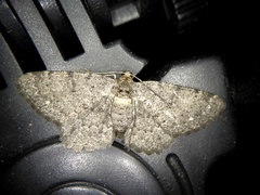 Abaciscus albipunctata