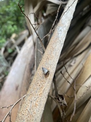 Drymaeus multilineatus