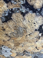 Rhizoplaca subdiscrepans