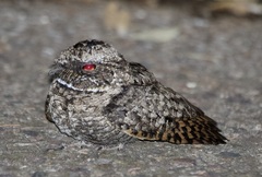 Phalaenoptilus nuttallii