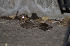 Antrostomus arizonae