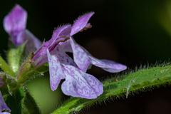 Stachys bullata