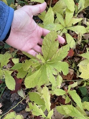 Hybanthus concolor