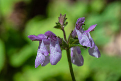 Stachys bullata