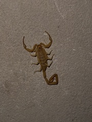 Centruroides sculpturatus