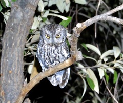 Megascops trichopsis