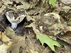 Russula compacta