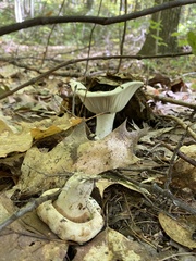 Russula compacta
