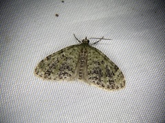 Acasis viretata