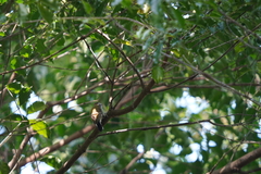 Picumnus innominatus
