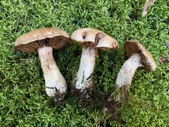 Cortinarius alboglobosus