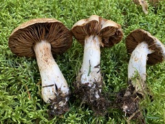Cortinarius alboglobosus