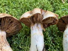 Cortinarius alboglobosus