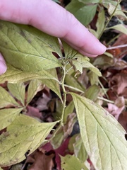 Hybanthus concolor