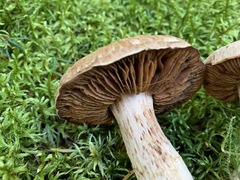 Cortinarius alboglobosus