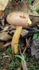 Aureoboletus innixus