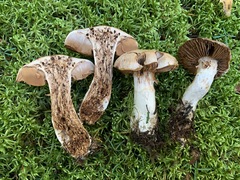 Cortinarius alboglobosus