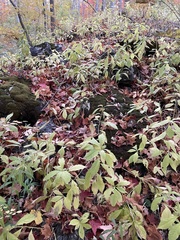 Hybanthus concolor