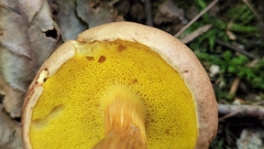 Aureoboletus innixus