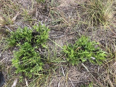Baccharis neglecta