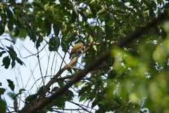Picumnus innominatus