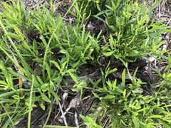 Baccharis neglecta