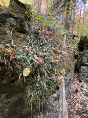 Asplenium rhizophyllum