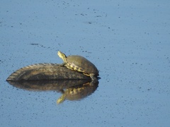 Trachemys hartwegi