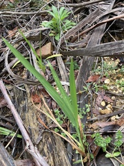 Crocosmia × crocosmiiflora