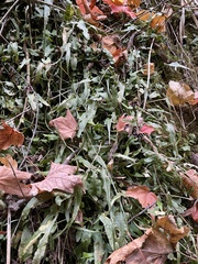 Asplenium rhizophyllum