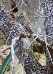 Glaucidium gnoma