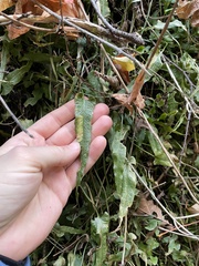 Asplenium rhizophyllum