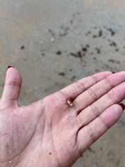 Columbella mercatoria