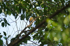 Picumnus innominatus